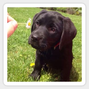 puppy dog and a flower Sticker